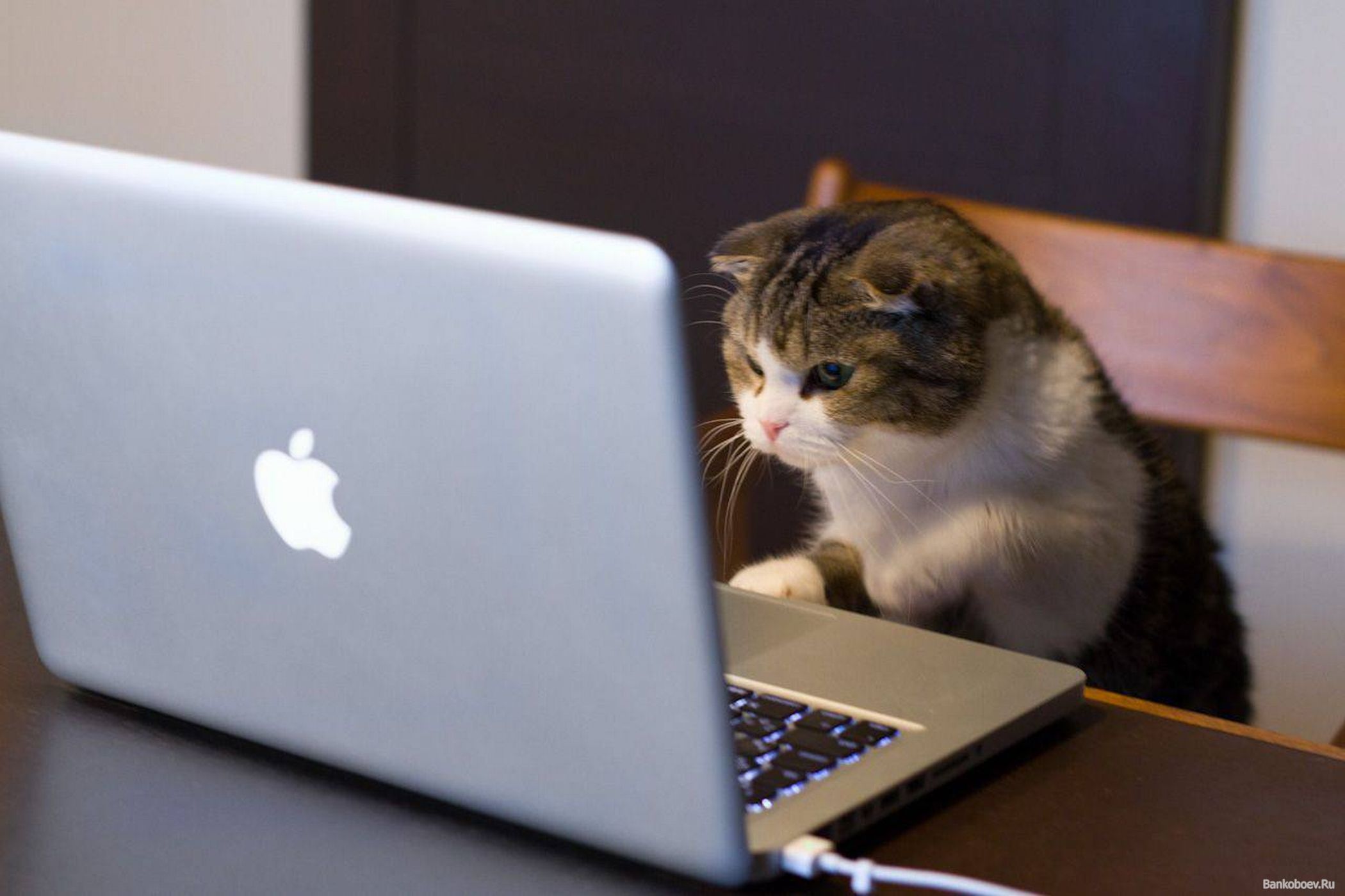 Cat Staring at Laptop Coping at Work for Dummies Cover Image