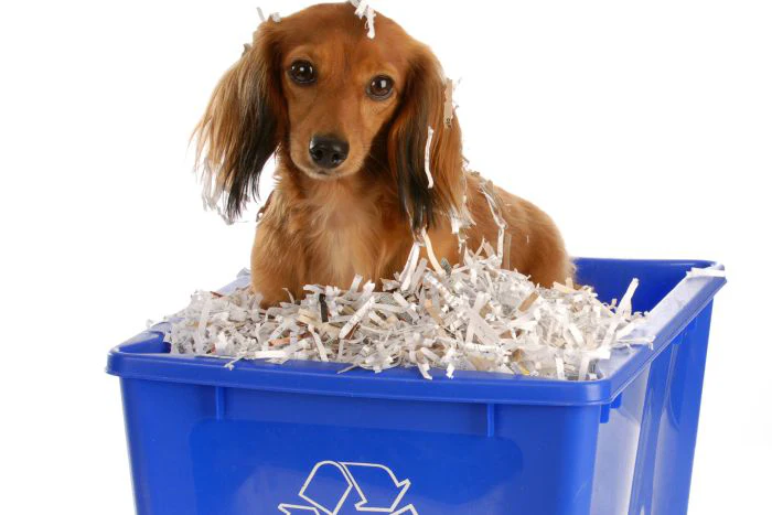EU program tests dried human food waste in pet food | PetfoodIndustry