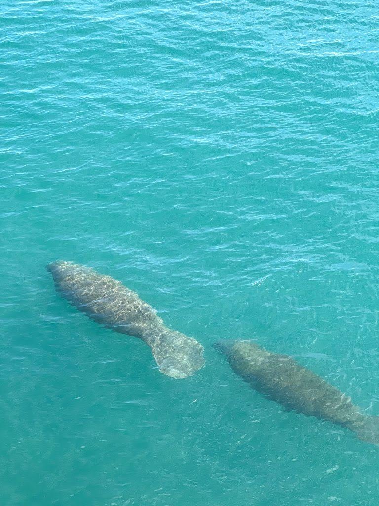 Figure 3: Manatees at the Manatee Lagoon. Photo obtained from Happy Family Blog. We could not get a clear shot of the manatees.